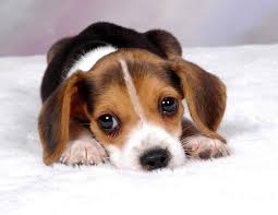 Here's a sad puppy for those of you who know what I mean
