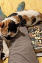 A calico cat sleeping on someone's stretched out legs with the book A Psalm for the Wild-Built by Becky Chambers.