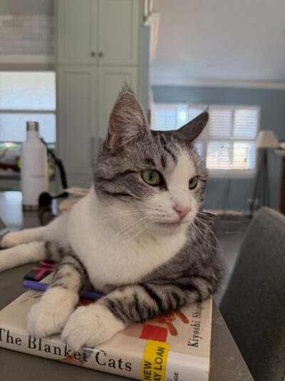 Sybil, a grey and white tabby, resting on The Blanket Cats book