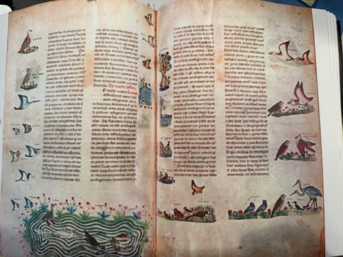 pages from Frederic II's Art of Falconry