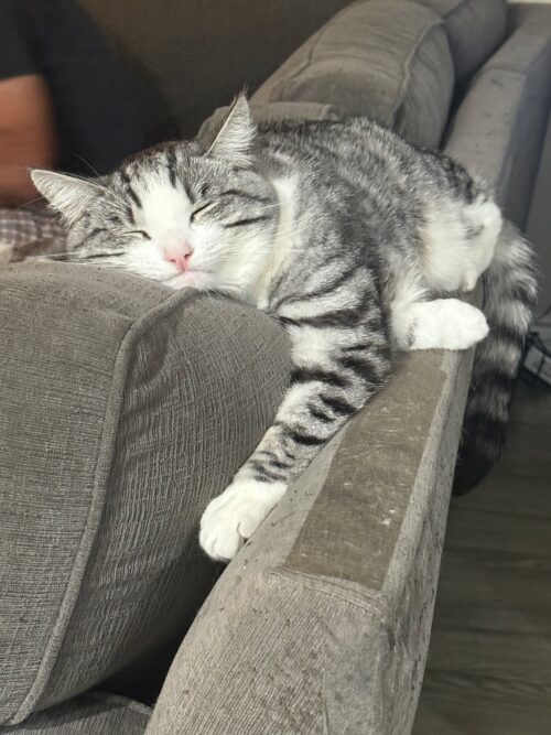 Sybil (Sibby), my gray and white tabby