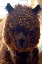A brown alpaca