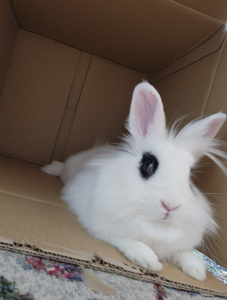 Bun Bun